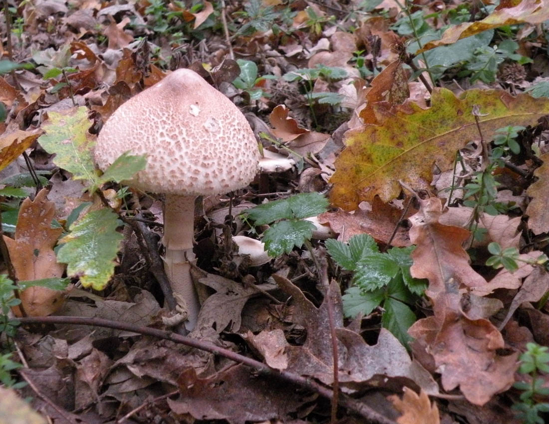 Nei boschi di Ulderico